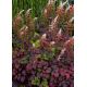 Tawułka Arendsa 'Color Flash' - Astilbe arendsii Color Flash